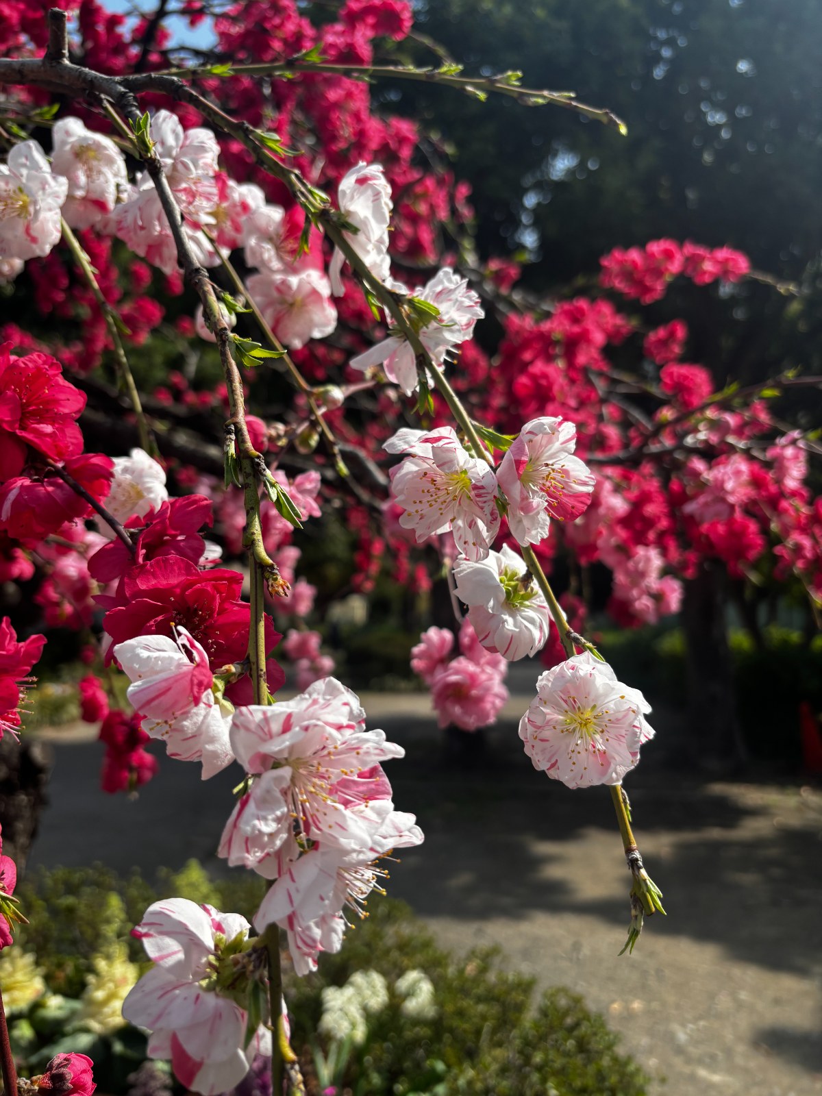 Japanese peach blossoms — color palette from Kawasaki, Kanagawa