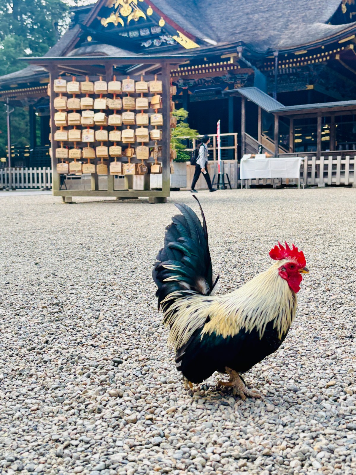The Sacred Rooster of the Shrine — color palette from Sendai, Miyagi